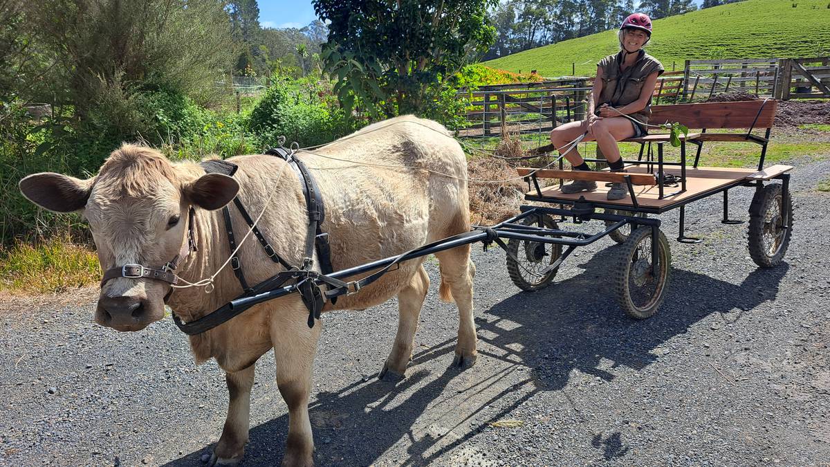 Northland farmer trains oxen to replace tractor and quad bike and slash use of fossil fuels