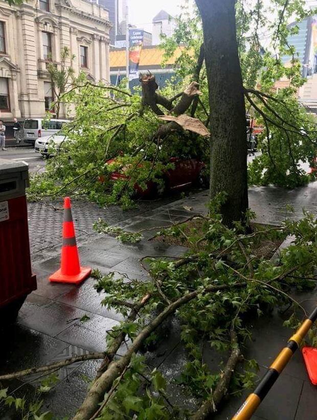 A red VW car was completely covered by the fallen branch.