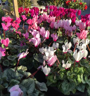 Make The Most Of Your Planting Time Nz Herald