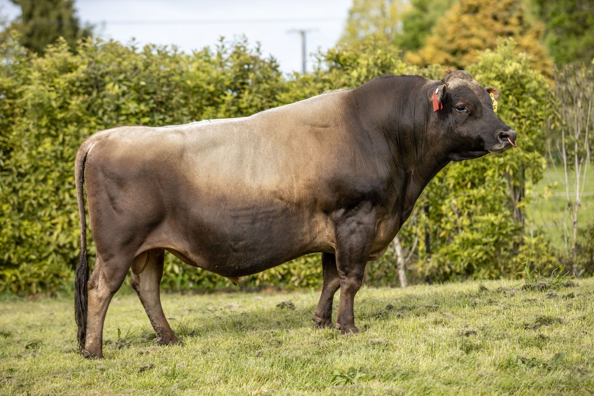27 young bulls join LIC's AB teams in time for peak mating period - NZ  Herald