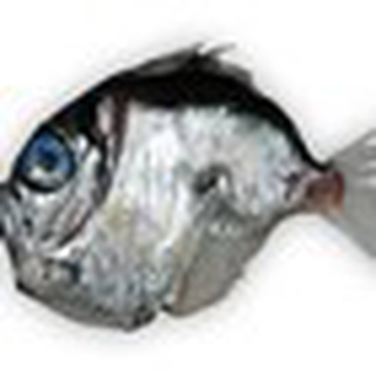 Deep Sea Fish Take Ugliness To New Level Says Niwa Nz Herald