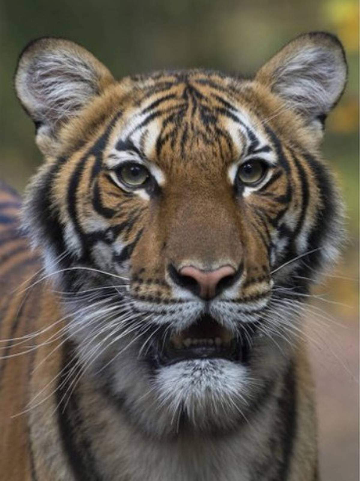 Covid-19 coronavirus Tiger at New York's Bronx Zoo tests positive