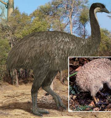 Our Kiwi Is No Aussie Bird S Origin Confirmed By Findings Nz Herald
