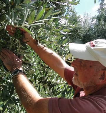 Olive Yield Doubles Through Change Of Technique Nz Herald