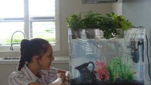 17 Year Old Grows Successful Aquaponics Business Nz Herald