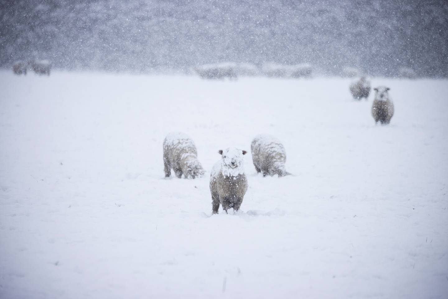 Snow in rural Canterbury in recent weeks. Photo / George Heard