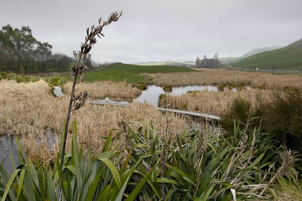 New Zealand's wetlands once covered 10 per cent of the country. Ninety per cent of these habitats have vanished. Photo / File