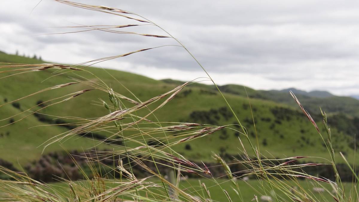 Se insta a los agricultores de Horizons a ser conscientes de la invasiva hierba aguja de chile