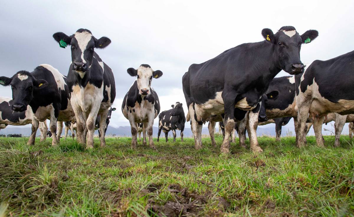 Has New Zealand's dairy industry passed its peak? NZ Herald
