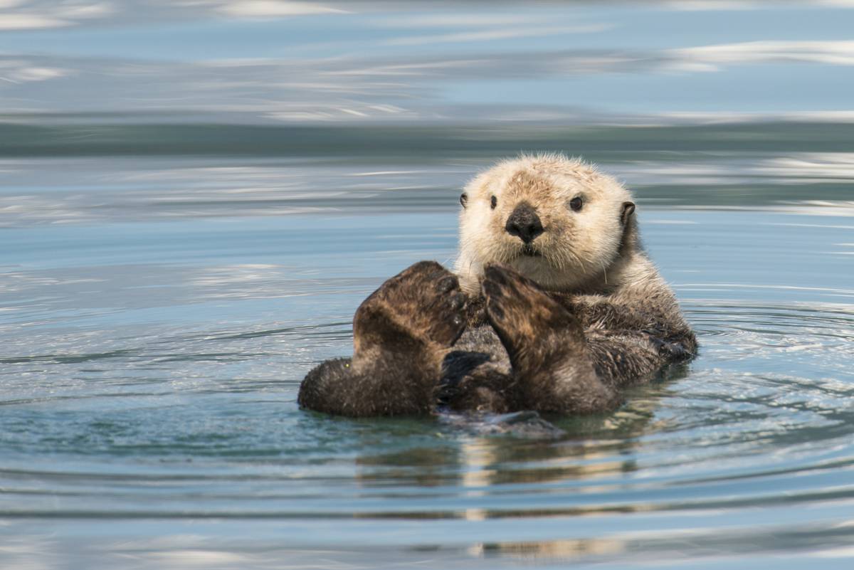  How sea otters help save the planet - NZ Herald How sea otters help save the planet