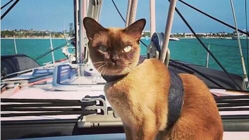 Sailing Cat Becomes Instagram Sensation Nz Herald