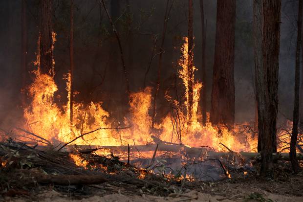 Flames from a controlled fire burn up tree trunks as firefighters work at building a containment line at a wildfire near Bodalla, Australia. Photo / AP