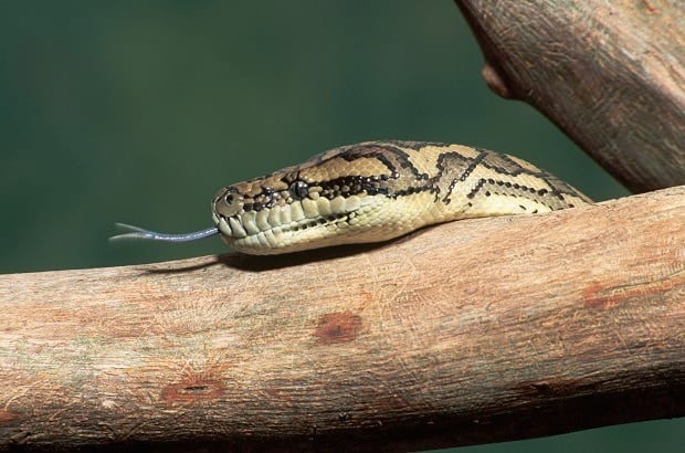 Un python de compagnie abandonné d’une valeur de 1 000 $ trouvé dans une boîte de Sydney