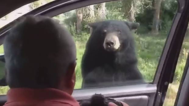 Bear Opens Car Door At Yellowstone Nz Herald