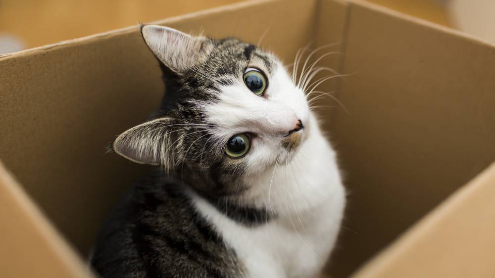 Five Diy Toys Your Cat Will Love Nz Herald