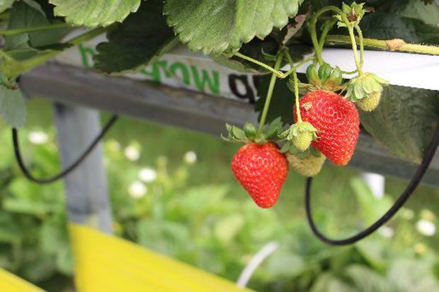 Horowhenua S Lewis Farms Extends Strawberry Supply Nz Herald