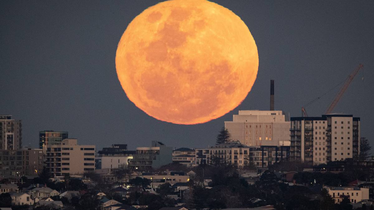 Photo of Photos de la super lune bleue : la réaction de Kiwi face aux merveilles lunaires