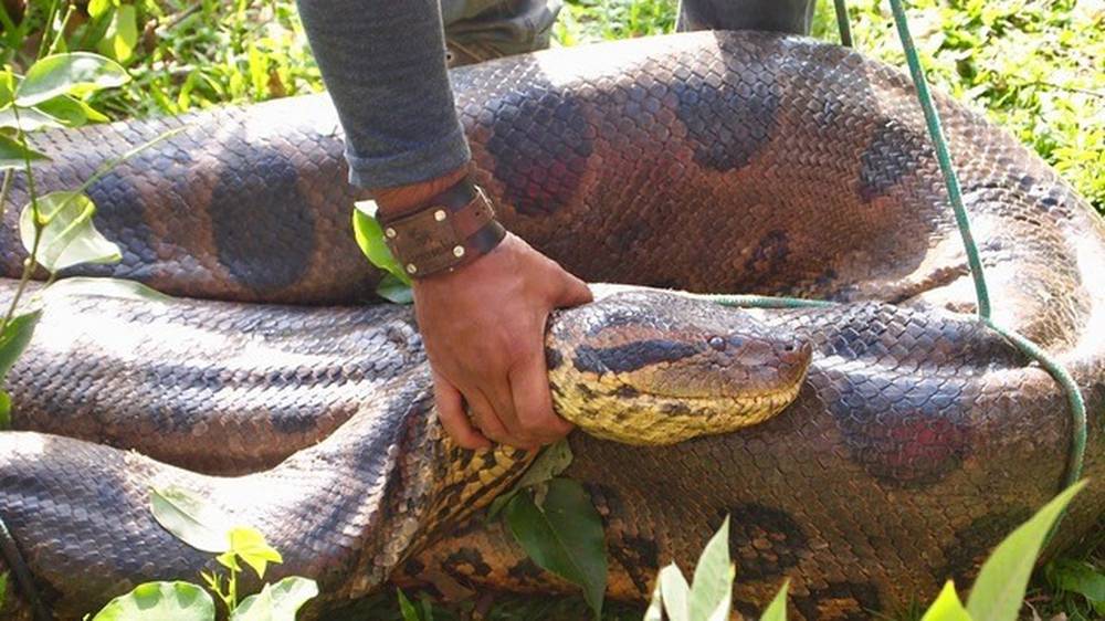 Biggest Green Anaconda Ever Found