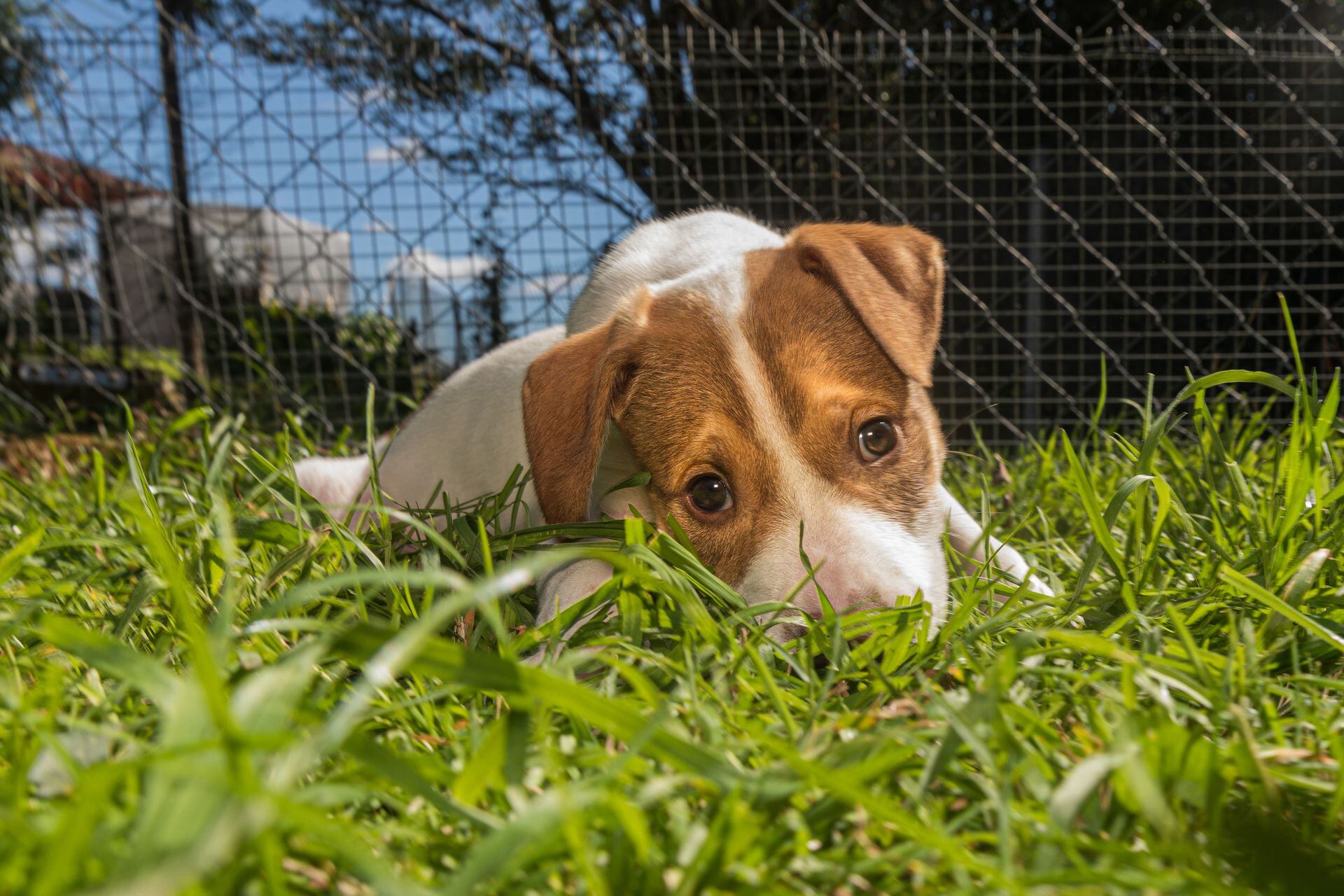 Can I Adopt A Dog Without A Fence