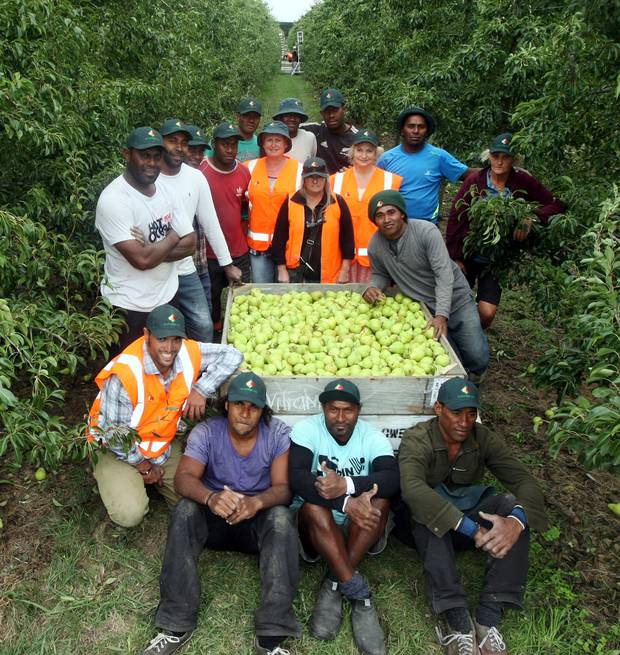 Fijian RSE workers and RJ Flowers Ltd staff at an orchard in Twyford. Photo / Paul Taylor