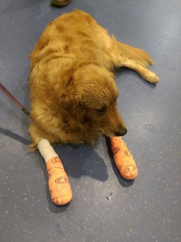 Pet Transport Company Slammed After Animals Suffer Horrific Injuries Nz Herald