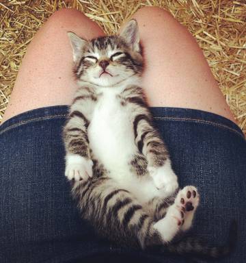 Concerning Link Found Between Cats And Alzheimer S Nz Herald