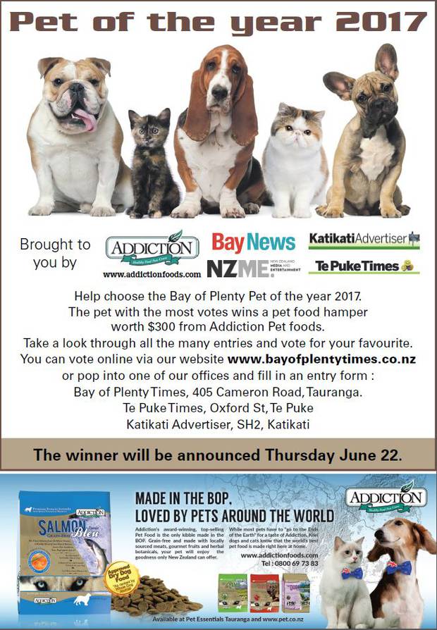 Vote For The Bay Of Plenty Pet Of The Year 2017 Nz Herald