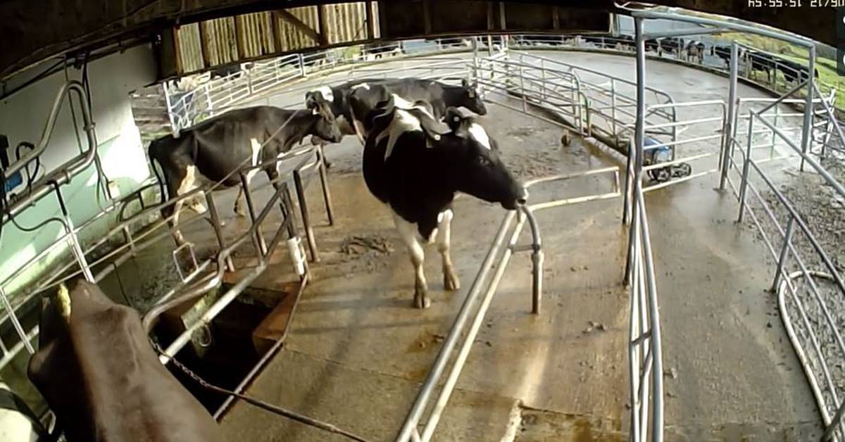 Cow Abuse On Northland Farm Owners Speak Out New Zealand Herald Belted Galloway Cattle