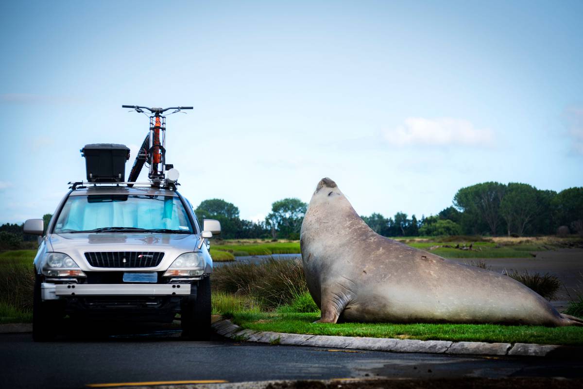 Elephant Seal Visits Eastern Bay Shores Nz Herald