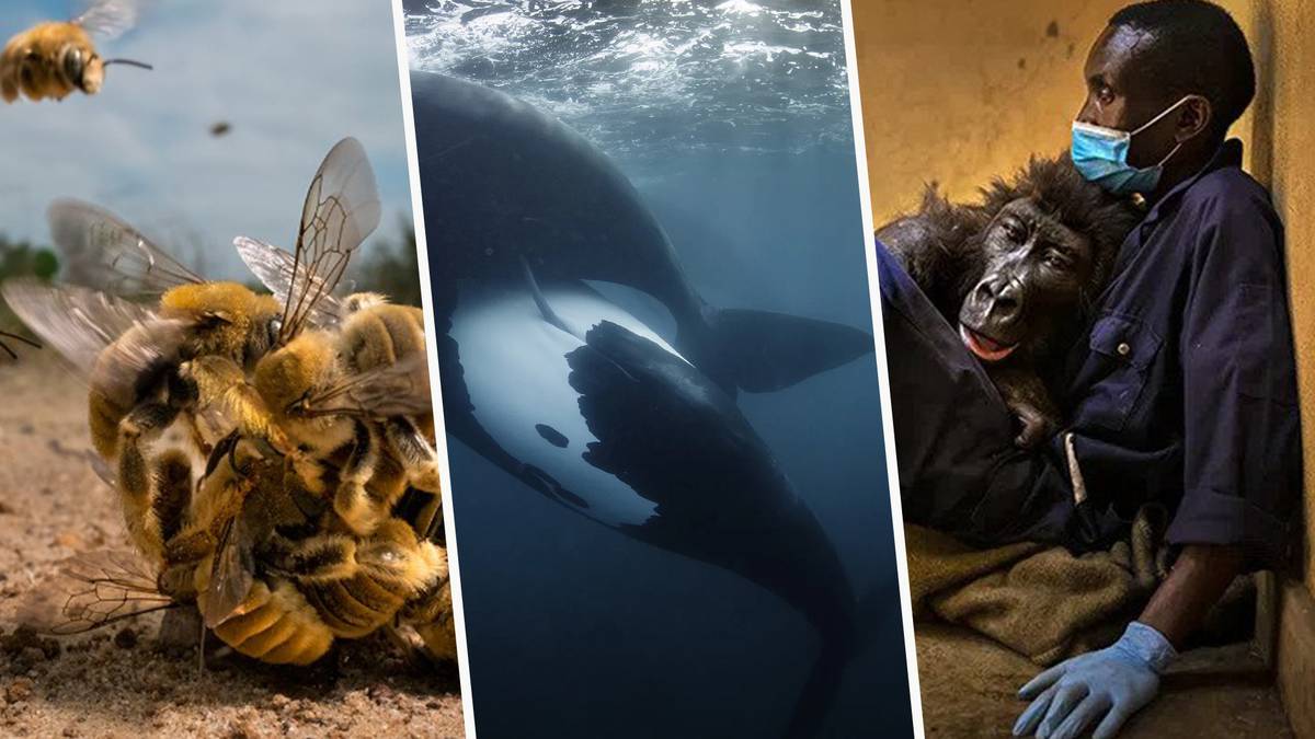 Nueva Zelanda Bee y Whale Ball ganan el premio al fotógrafo de vida silvestre del año