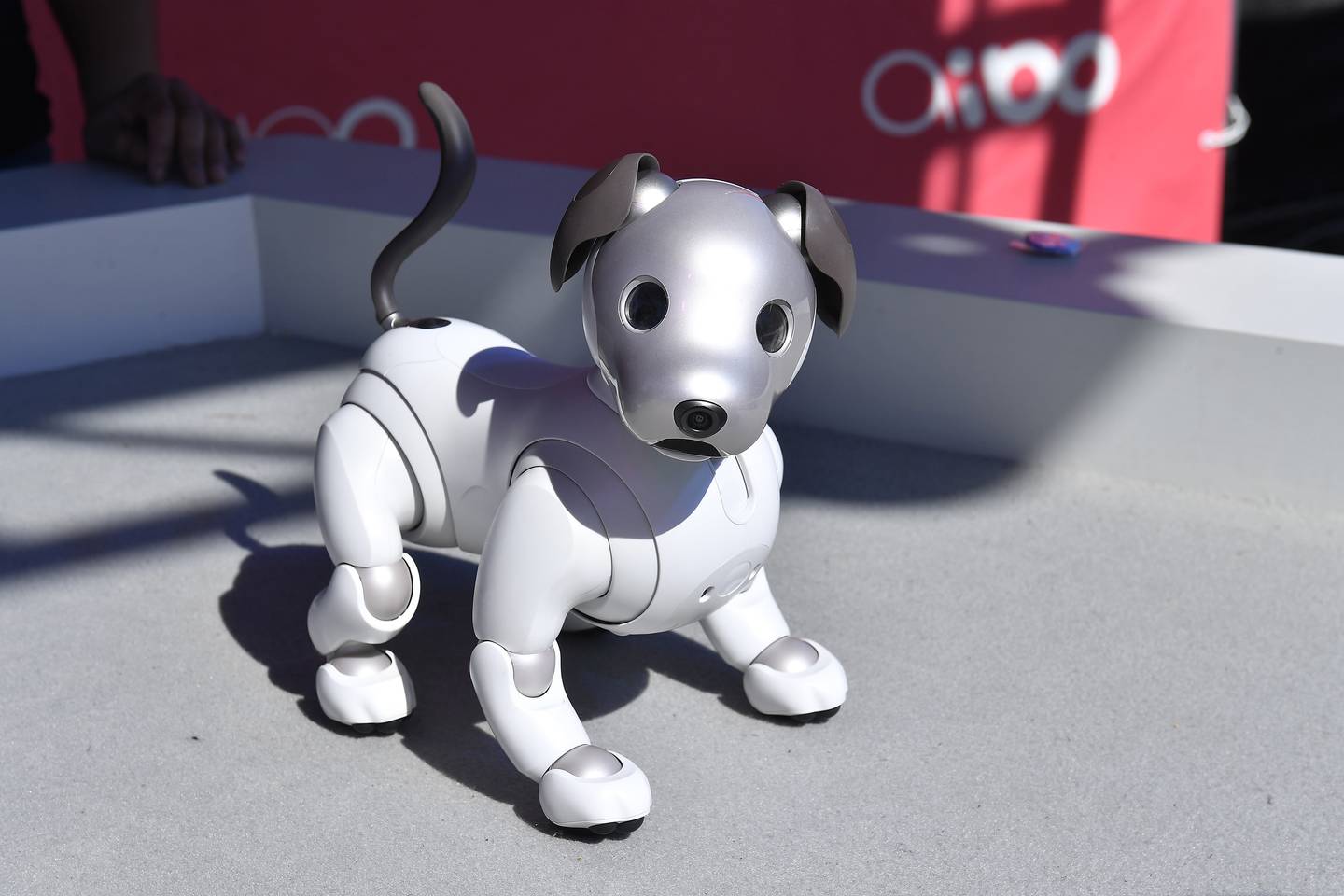 这种由人工智能驱动的机器狗被称为“Aibo”。 照片/盖蒂图片社