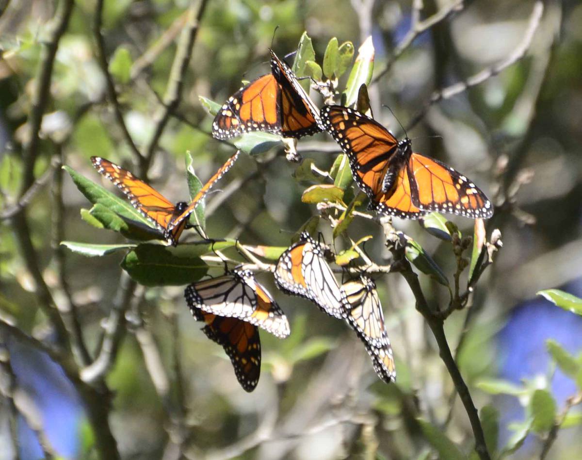 Butterflies Out Of Season Bring Joy But Cold Has Dangers Nz Herald
