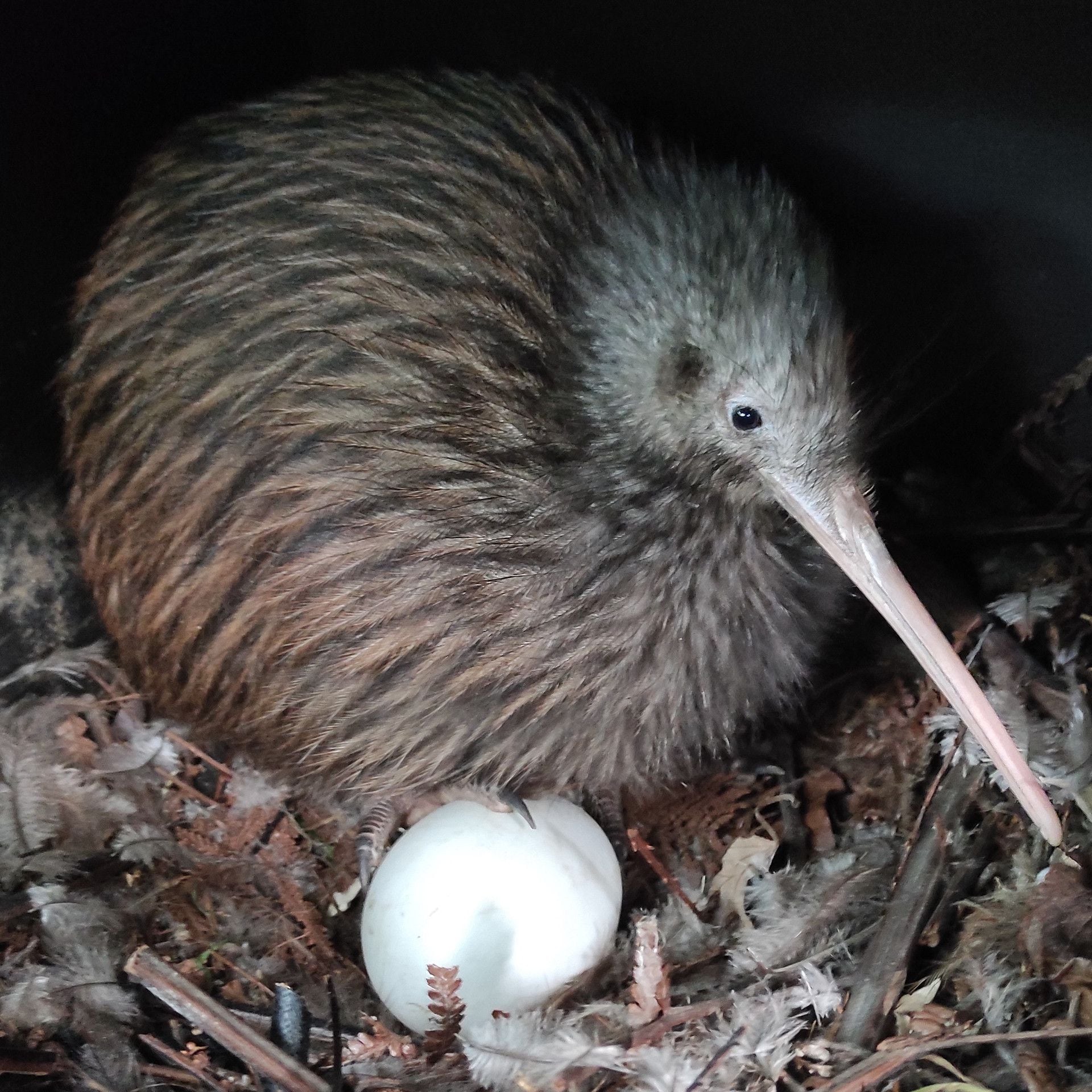 Kiwi Movement At Nga Manu As Breeding Programme Aims For Genetic Diversity Nz Herald Kiwi Movement At Nga Manu As Breeding Programme Aims For Genetic Diversity Nz Herald