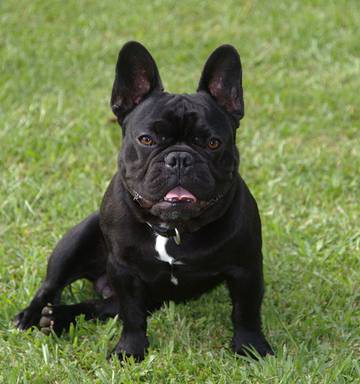 The Most Popular Dogs In New Zealand Nz Herald