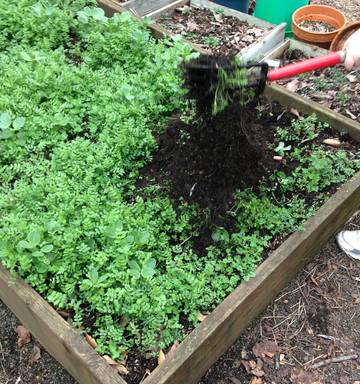 Time To Plant For Winter Veggies Nz Herald