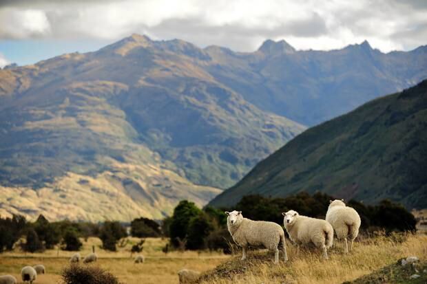 Many complimented the beautiful scenery of New Zealand. 