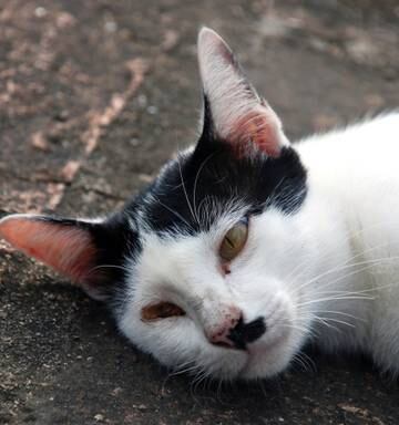 Police Search Property After Dead Cats Discovered In Rubbish Bags