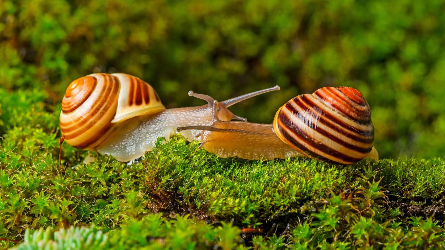 How To Win The Slug And Snail War In