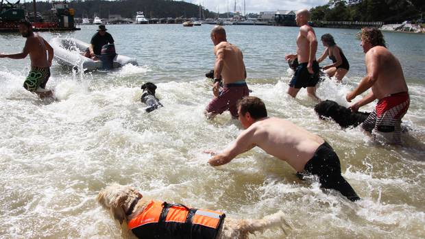 Contestants hit the water in the dog-and-owner swimming race at last year's Opua Community Regatta. PHOTO / PETER DE GRAAF 