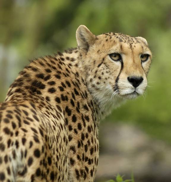 Child climbed barrier to pat cheetah - NZ Herald