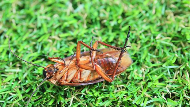 The cockroaches in the experiment proved hard to kill. Photo / 123RF