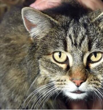Bella S Back Cat Returns To Family After Three And A Half Years
