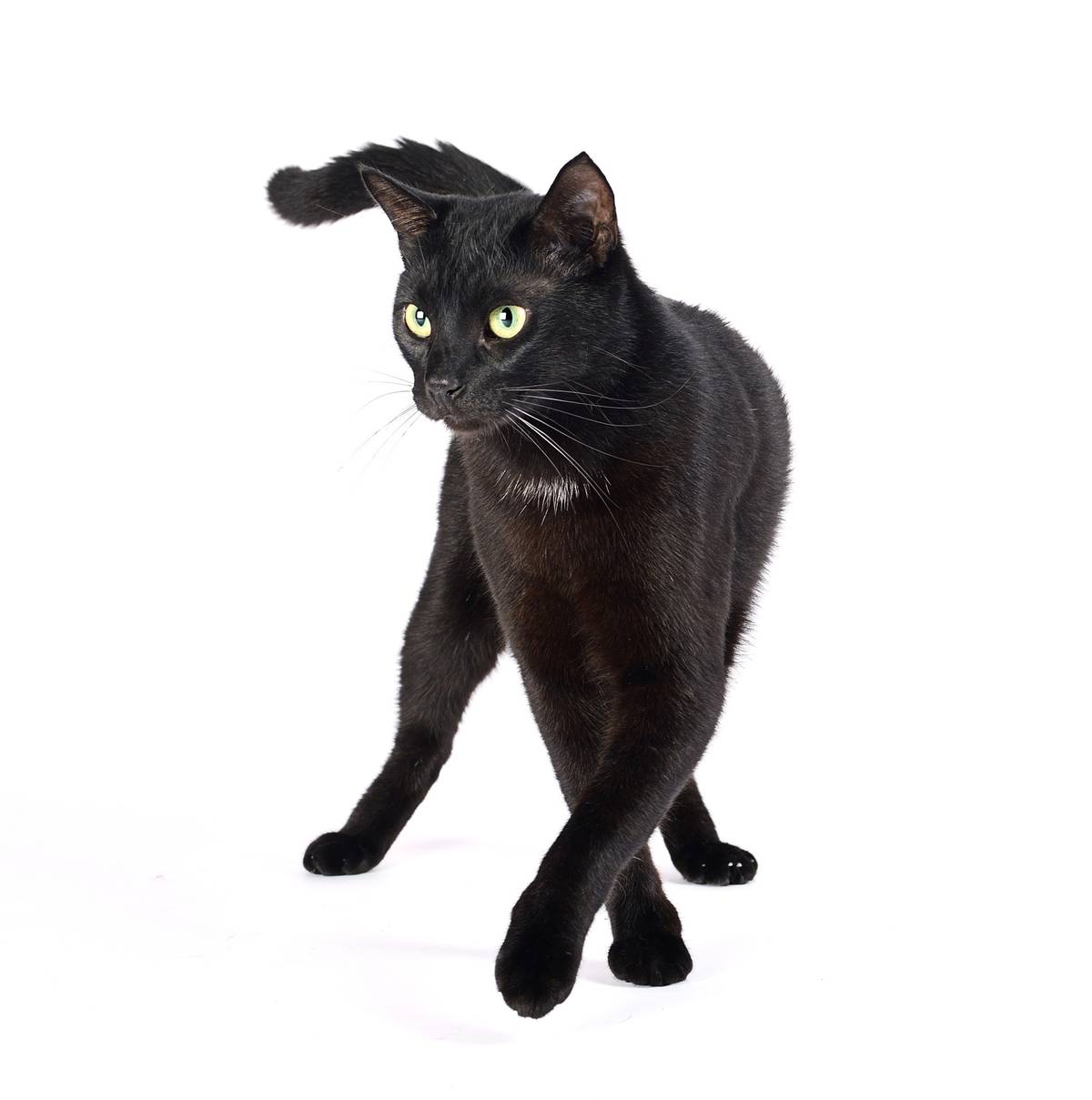 Rae Roadley When A Black Cat Crosses Your Path Nz Herald
