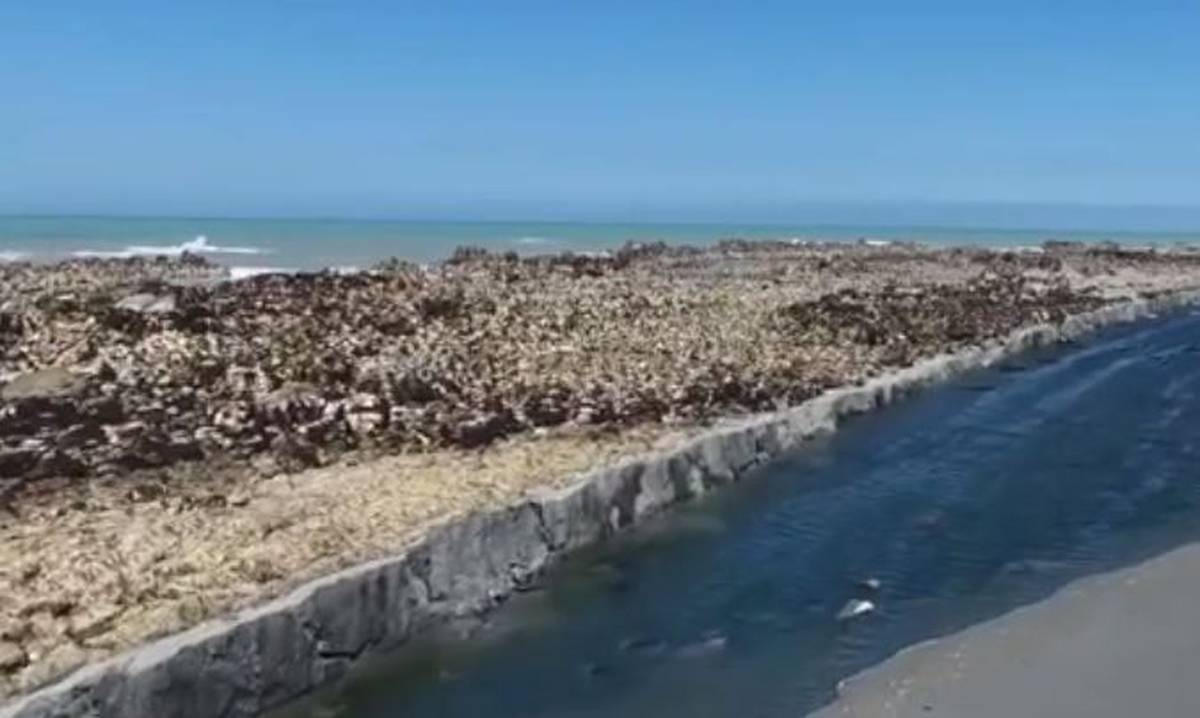 Watch Seabed Raised Following Kaikoura 7 8 Earthquake Nz Herald