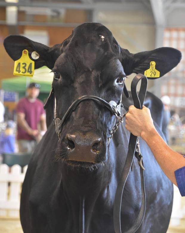 Tararua Impression Roxy is a four-year-old Holstein Friesian. Photo / Renae Flett