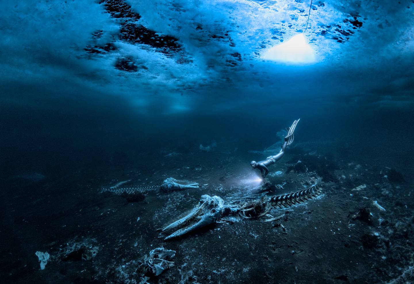 鲸鱼骨头。 照片/亚历克斯·道森