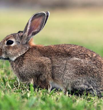 Scotland S Rugby Coach Ordered His Stunned Team To Kill Rabbits
