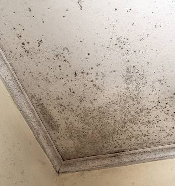 Kiwis Tough Out Winter In Cold Mouldy Houses To Save Money On