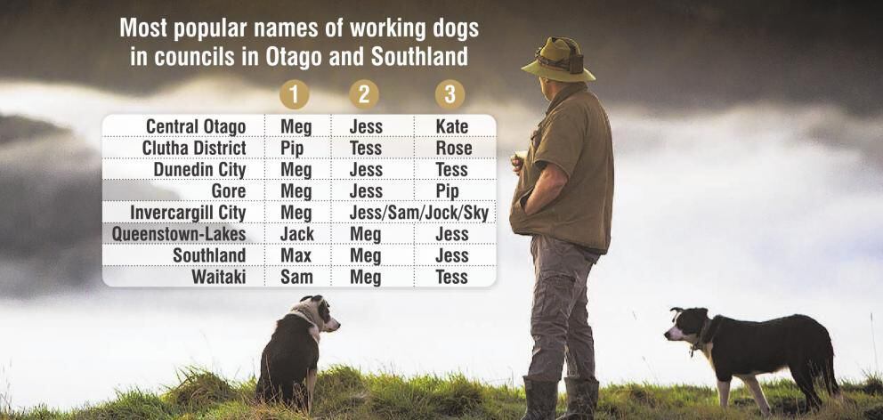 Working shop dog names