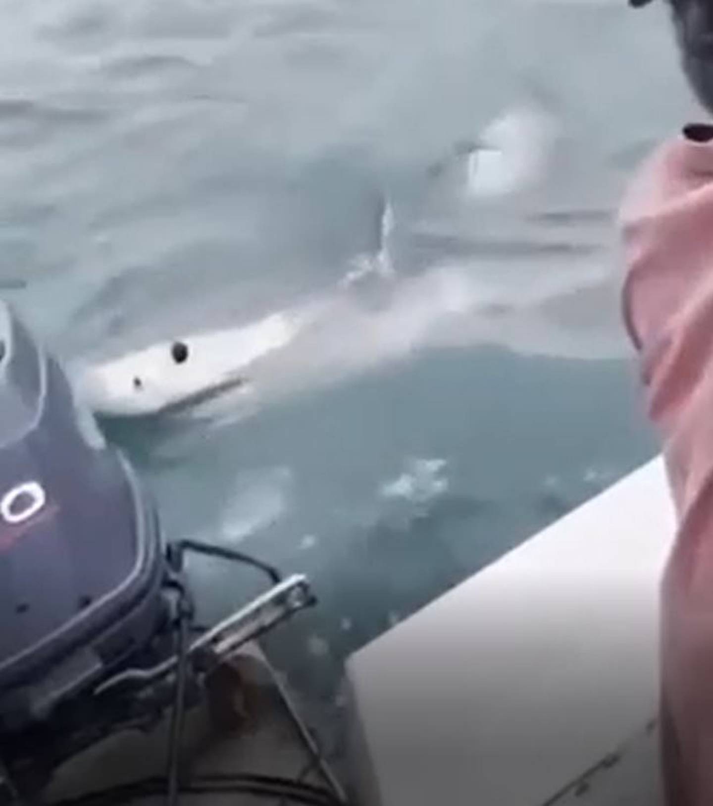 周日，奥克兰斯蒂尔沃特发现了一条大白鲨。 照片/提供